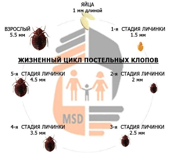 За какое время размножаются клопы в диване